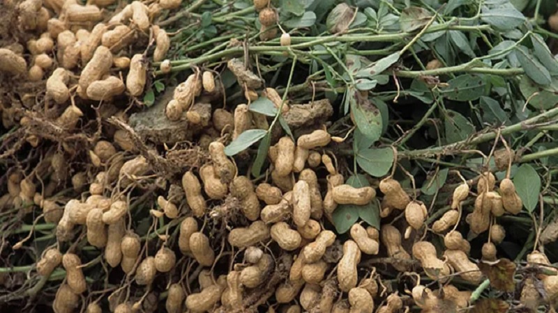 بعد انطلاق موسم جني «الكاكوية».. تقدّم الجني بـ60 % ومطالبة بإيقاف التوريد ومعاضدة الإنتاج الوطني